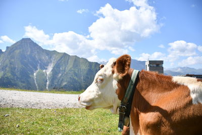 View of cow on mountain against sky