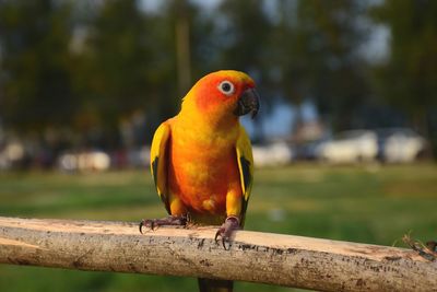 Close-up of parrot perching on branch