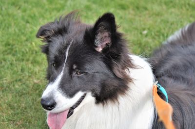 Close-up of dog looking away on field