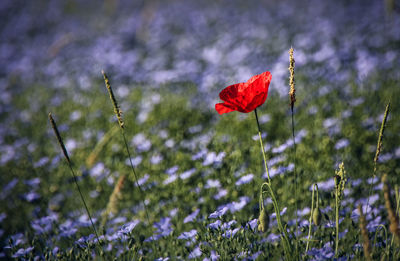 Close-up of poppy flowers blooming on field