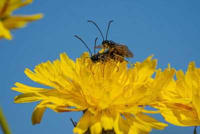 Black soldier fly flies insect hermetia illucens mating on yellow dandelions