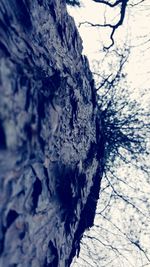 Close-up of tree against sky during winter