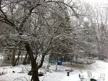 Bare trees in winter