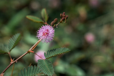 Close-up of purple flowering plant