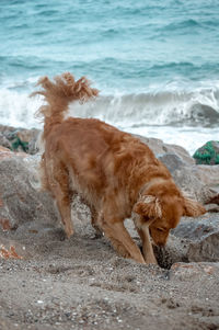 Dog on beach