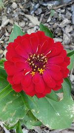 Close-up of red flowers