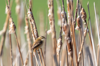 Close-up of bird perching on plant