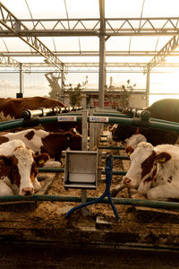 High angle view of cow in pen