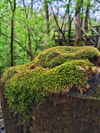 Close-up of tree