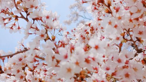 Low angle view of cherry blossoms in spring