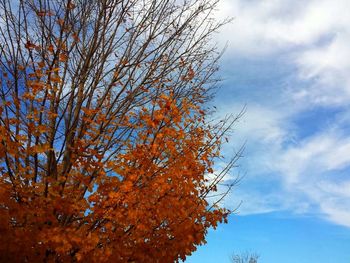 Low angle view of tree against sky