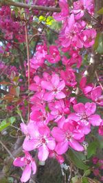 Close-up of pink flowers on tree