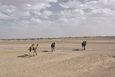 Horses standing on field against sky