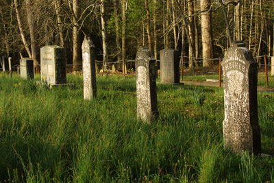 Trees on grassy field