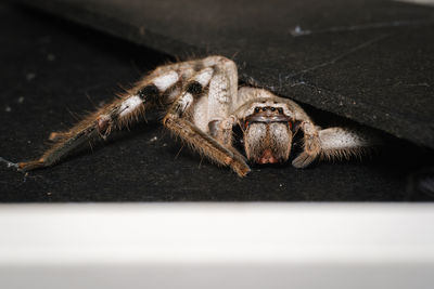 Close-up of huntsman spider