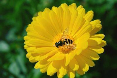 Macro shot of bee pollinating on yellow flower