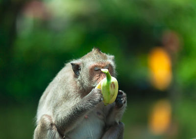 Close-up of a monkey eating