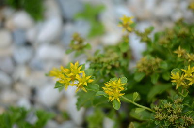 Close-up of yellow flowering plant