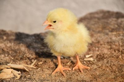 Close-up of bird