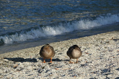 Close-up of birds perching on sand at beach