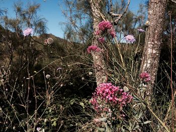 Pink flowers blooming in park