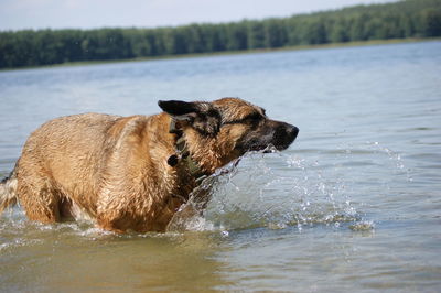 Dog in a lake