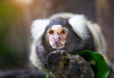 Close-up marmoset on tree in forest