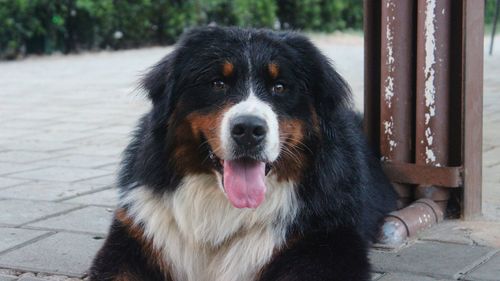 Close-up portrait of dog