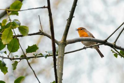 Low angle view of birds perching on branch