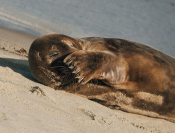 High angle view of sea lion on beach