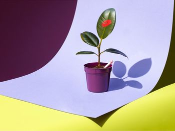 CLOSE-UP OF PINK FLOWER OVER GLASS AGAINST COLORED BACKGROUND