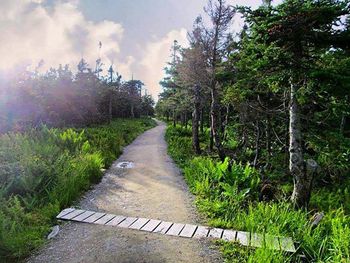 Empty footpath amidst trees