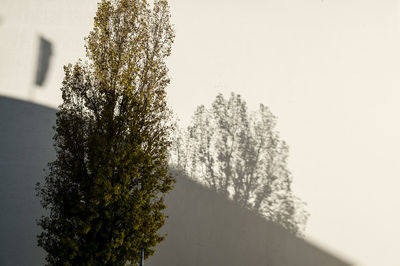 Close-up of tree against sky