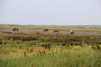 Horses grazing in a field