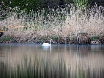 Scenic view of lake