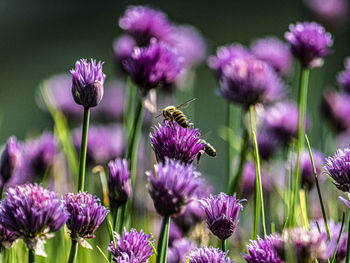 Close-up of bee pollinating on purple flowering plants