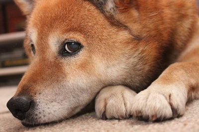 Close-up of dog lying on carpet at home