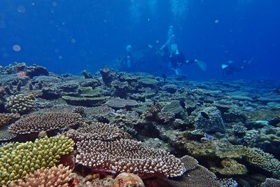 Aerial view of coral swimming in sea