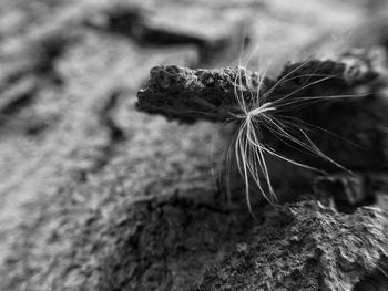 Close-up of plant against blurred background