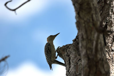 Low angle view of bird perching on tree against sky