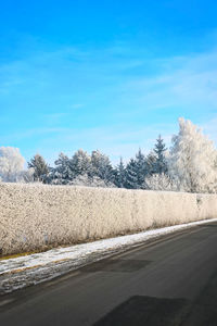 Scenic view of trees against sky