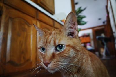 Close-up portrait of ginger cat at home