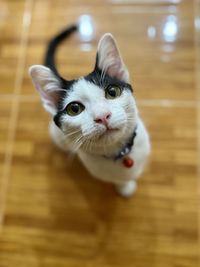 High angle view of cat