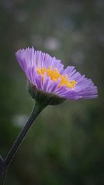 Close-up of purple flowers blooming