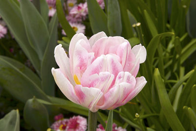 Close-up of pink flower