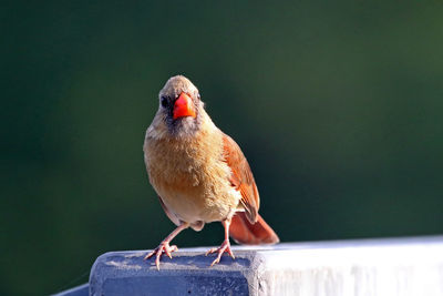 Close-up of female northern cardinal perching on railing