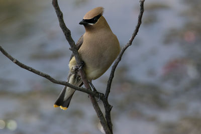 Close-up of bird perching on branch