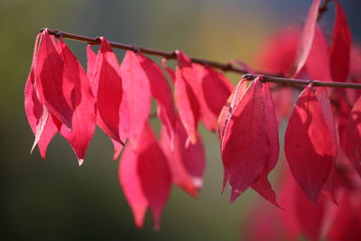 Close-up of red flower