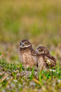 Close-up of bird on field