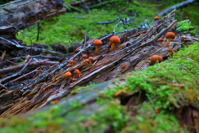 Close-up of mushroom growing on field